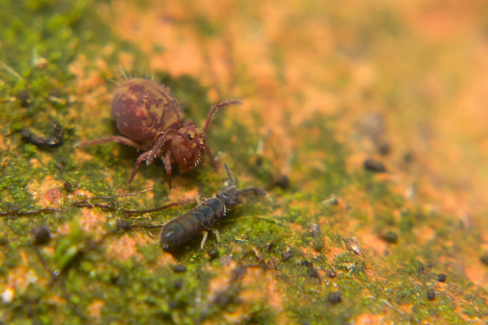 Kugelspringer Dicyrtoma fusca Springschwanz Vertagopus arboreus tiere wien rainer-clemens-merk 5819 1000px.jpg